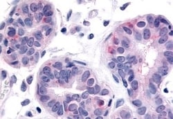 Invitrogen HUNK Polyclonal Antibody 50 &mu;g; Unconjugated:Antibodies,