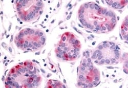 Invitrogen HUNK Polyclonal Antibody 50 &mu;g; Unconjugated:Antibodies,