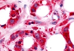 Invitrogen HUNK Polyclonal Antibody 50 &mu;g; Unconjugated:Antibodies,
