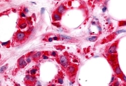 Invitrogen HUNK Polyclonal Antibody 50 &mu;g; Unconjugated:Antibodies,