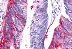 Invitrogen HUNK Polyclonal Antibody 50 &mu;g; Unconjugated:Antibodies,