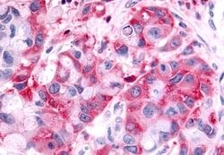 Invitrogen HUNK Polyclonal Antibody 50 &mu;g; Unconjugated:Antibodies,