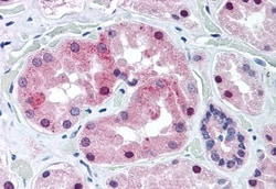 Invitrogen KCNE3 Polyclonal Antibody 50 &mu;g; Unconjugated:Antibodies,