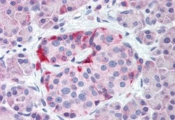 Invitrogen Kir3.2 (KCNJ6) Polyclonal Antibody 50 &mu;g; Unconjugated:Antibodies,