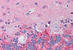 Invitrogen Kir3.2 (KCNJ6) Polyclonal Antibody 50 &mu;g; Unconjugated:Antibodies,