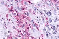 Invitrogen KISS1R Polyclonal Antibody 50 &mu;g; Unconjugated:Antibodies,