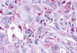 Invitrogen KISS1R Polyclonal Antibody 50 &mu;g; Unconjugated:Antibodies,