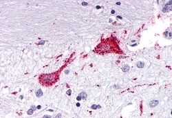 Invitrogen KISS1R Polyclonal Antibody 50 &mu;g; Unconjugated:Antibodies,