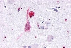 Invitrogen KISS1R Polyclonal Antibody 50 &mu;g; Unconjugated:Antibodies,