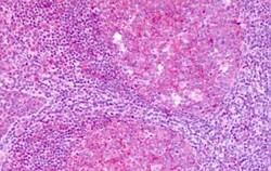 Invitrogen KISS1R Polyclonal Antibody 50 &mu;g; Unconjugated:Antibodies,