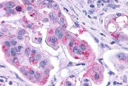 Invitrogen KISS1R Polyclonal Antibody 50 &mu;g; Unconjugated:Antibodies,