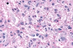 Invitrogen KISS1R Polyclonal Antibody 50 &mu;g; Unconjugated:Antibodies,