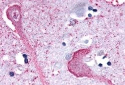 Invitrogen KISS1R Polyclonal Antibody 50 &mu;g; Unconjugated:Antibodies,