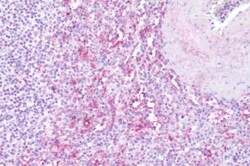 Invitrogen LTB4R Polyclonal Antibody 50 μg; Unconjugated:Antibodies,