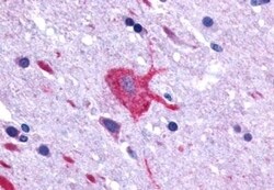 Invitrogen LGR4 Polyclonal Antibody 50 μg; Unconjugated:Antibodies,