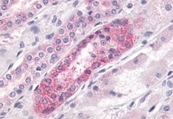 Invitrogen LPAR4 Polyclonal Antibody 50 &mu;g; Unconjugated:Antibodies,