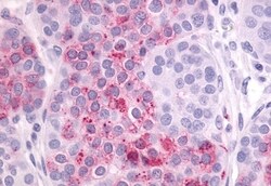 Invitrogen LPAR4 Polyclonal Antibody 50 &mu;g; Unconjugated:Antibodies,