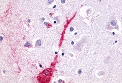 Invitrogen LPAR4 Polyclonal Antibody 50 &mu;g; Unconjugated:Antibodies,