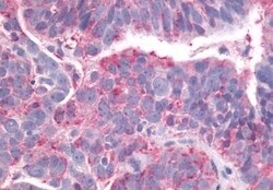 Invitrogen LPAR4 Polyclonal Antibody 50 &mu;g; Unconjugated:Antibodies,