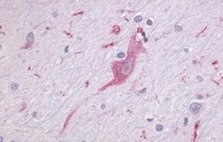 Invitrogen LPHN1 Polyclonal Antibody 50 &mu;g; Unconjugated:Antibodies,