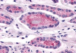 Invitrogen LPHN2 Polyclonal Antibody 50 &mu;g; Unconjugated:Antibodies,