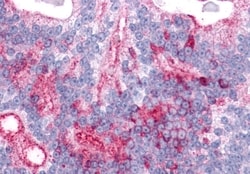 Invitrogen LPHN2 Polyclonal Antibody 50 &mu;g; Unconjugated:Antibodies,