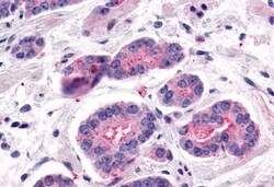 Invitrogen LPHN2 Polyclonal Antibody 50 &mu;g; Unconjugated:Antibodies,