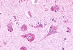 Invitrogen LPHN3 Polyclonal Antibody 50 &mu;g; Unconjugated:Antibodies,