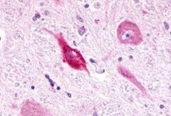 Invitrogen LPHN3 Polyclonal Antibody 50 &mu;g; Unconjugated:Antibodies,