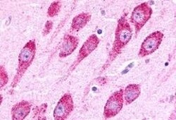 Invitrogen LPHN3 Polyclonal Antibody 50 &mu;g; Unconjugated:Antibodies,