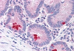 Invitrogen LRRN4 Polyclonal Antibody 50 &mu;g; Unconjugated:Antibodies,