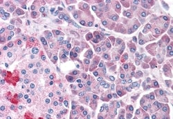 Invitrogen LRRN4 Polyclonal Antibody 50 &mu;g; Unconjugated:Antibodies,