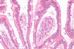 Invitrogen LTB4R2 Polyclonal Antibody 50 &mu;g; Unconjugated:Antibodies,