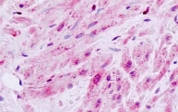 Invitrogen MLK1 Polyclonal Antibody 50 &mu;g; Unconjugated:Antibodies,
