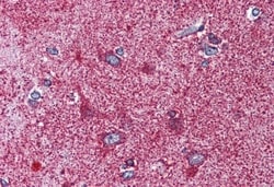 Invitrogen MC3R Polyclonal Antibody 50 &mu;g; Unconjugated:Antibodies,
