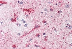 Invitrogen MC4R Polyclonal Antibody 50 &mu;g; Unconjugated:Antibodies,