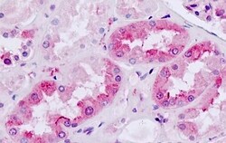 Invitrogen MC4R Polyclonal Antibody 50 &mu;g; Unconjugated:Antibodies,