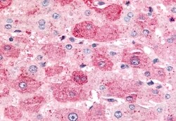 Invitrogen MINK1 Polyclonal Antibody 50 &mu;g; Unconjugated:Antibodies,