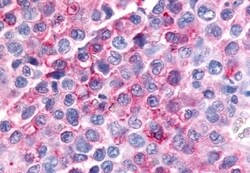 Invitrogen MINK1 Polyclonal Antibody 50 &mu;g; Unconjugated:Antibodies,