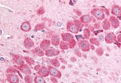 Invitrogen MINK1 Polyclonal Antibody 50 &mu;g; Unconjugated:Antibodies,