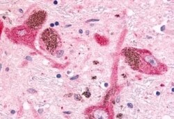 Invitrogen MINK1 Polyclonal Antibody 50 &mu;g; Unconjugated:Antibodies,