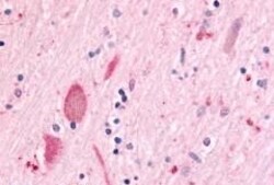 Invitrogen MINK1 Polyclonal Antibody 50 &mu;g; Unconjugated:Antibodies,