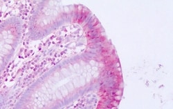 Invitrogen MLNR Polyclonal Antibody 50 &mu;g; Unconjugated:Antibodies,