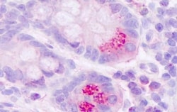 Invitrogen MLNR Polyclonal Antibody 50 &mu;g; Unconjugated:Antibodies,