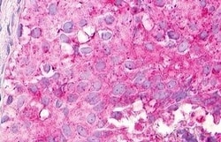 Invitrogen MLNR Polyclonal Antibody 50 &mu;g; Unconjugated:Antibodies,