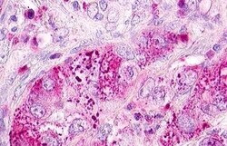 Invitrogen MLNR Polyclonal Antibody 50 &mu;g; Unconjugated:Antibodies,