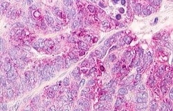 Invitrogen MLNR Polyclonal Antibody 50 &mu;g; Unconjugated:Antibodies,