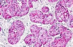 Invitrogen MLNR Polyclonal Antibody 50 &mu;g; Unconjugated:Antibodies,