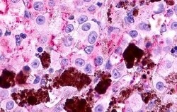 Invitrogen MLNR Polyclonal Antibody 50 &mu;g; Unconjugated:Antibodies,