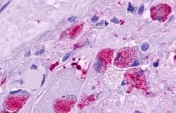 Invitrogen MLNR Polyclonal Antibody 50 &mu;g; Unconjugated:Antibodies,